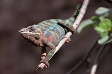 Chameleónovité