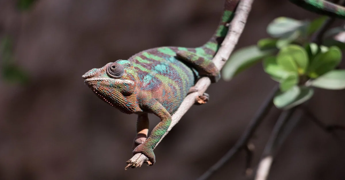 Chameleónovité